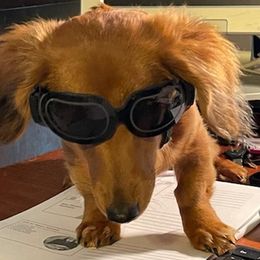 Dachshunds from All About Pets