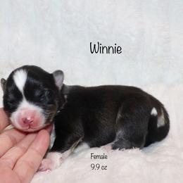 Winnie - Black and white female Pomsky puppy in Denham Springs, Louisiana from Bayouland Pomskies