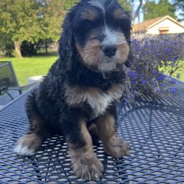 Bernedoodle Puppies from Busacker Babies