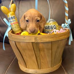 AKC 'Annie Oakley' - Red female Dachshund puppy in Joshua Tree, California from Desert Dreams Ranch