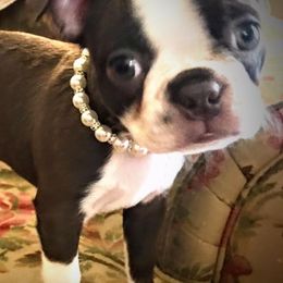 Boston Terriers from Jessica's Boston Terriers