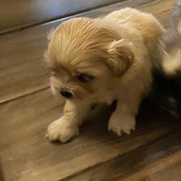 Lhasa Apso Puppies from Cynthia's Lhasa Apsos