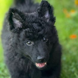 Don Pablo - Black male Mudi puppy in Gatlinburg, Tennessee from Greenbrier