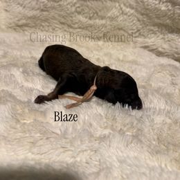 Blaze - Brindle female Poodle puppy in Troy, Alabama from Redmond Rose Kennel