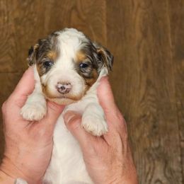 Lexie - female Australian Mountain Doodle puppy in South Jordan, Utah from Western Doodles Utah