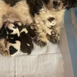 Shih Tzu Puppies from CHATEAU SHIH TZU KENNELS