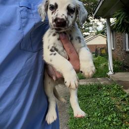 Oliver - White and liver brown male Dalmatian puppy in Bremen, Georgia from Clark’s Dalmatians