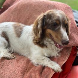 Hank - Dachshund
