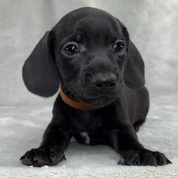 Male 1 - Black male Dachshund puppy in Birmingham, Alabama from LongBottomDachshunds