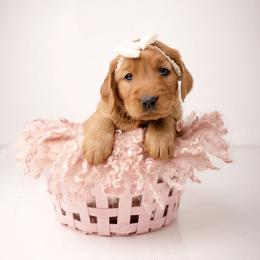Sugar - Dark golden female Golden Retriever puppy in Buhl, Idaho from Atkinson's Goldens