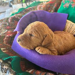 Skip - Caramel red male Labradoodle puppy in Montrose, Colorado from Ithilien Labradoodles