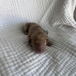 Peep - Red  female Goldendoodle puppy in Calera, Alabama from Red Mountain Minis