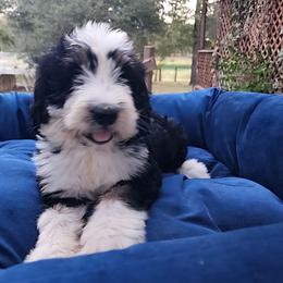 Sweet Pup's G Girl - Tri-color female Bernedoodle puppy in North Zulch, Texas from Sweet Pup Schnauzers