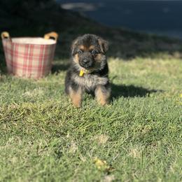 Yellow - Black and red female German Shepherd puppy in Sacramento, California from Von Blackwolf German Shepherds