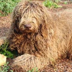 Evie - Assorted Doodle Crosses