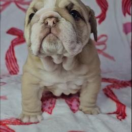 Rose - Chocolate tri-color female Bulldog puppy in Franklin Grove, Illinois from Illinois Bullies Kennel