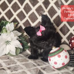 Mary Jane - Black and gold female Yorkshire Terrier puppy in Dallas, North Carolina from Mandy's Miracles