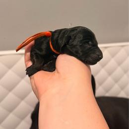Orange - Black female German Shepherd puppy in Hammond, Louisiana from Von LaMarca German Shepherds