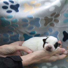 Blaze - Light Green - Blue male Australian Cattle Dog puppy in Colbert, Oklahoma from LoveAHeeler
