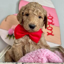 Blue - Cream male Goldendoodle puppy in Hesperia, Michigan from Red Acres Poodles & Doodles