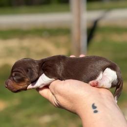 Windy - Girl 1 - Piebald female Dachshund puppy in London, Kentucky from Steele Half Acre Homestead