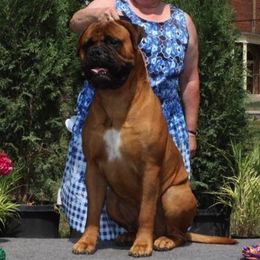 Bullmastiffs from T-Boldt Bullmastiffs