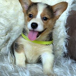 Green Female - Black and tan female Pembroke Welsh Corgi puppy in Wayne City, Illinois from Lash Livestock & Corgis