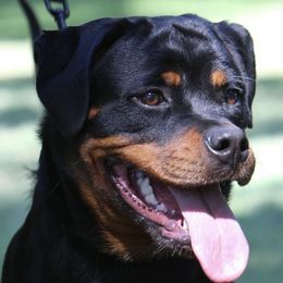French Bulldogs and Rottweilers from Von Ehrenberg Kennels