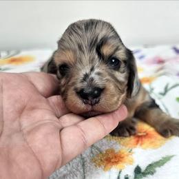 Black and tan dapple male - Dapple male Dachshund puppy in Belle Rive, Illinois from Akin's Miniature Dachshunds, LLC