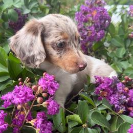 June - Dapple female Dachshund puppy in Taylorsville, North Carolina from Feather & Tail Acres