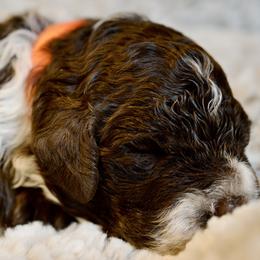 Orange Collar - Brown roan male Lagotto Romagnolo puppy in Lynden, Washington from Northwest Lagotto