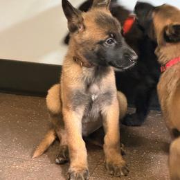 Trigger - Fawn male Belgian Malinois puppy in Alger, Michigan from Aspen’s Edge Kennel