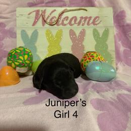 Missy - Black female Labrador Retriever puppy in Wittmann, Arizona from AM Labradors