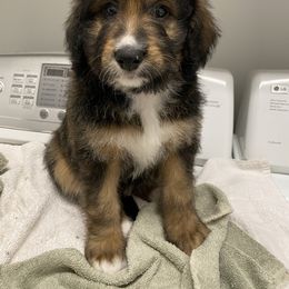 Goldendoodle Puppies from Heartshine Doodles