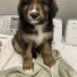 Goldendoodle Puppies from Heartshine Doodles