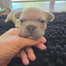Flower - Blue fawn female French Bulldog puppy in Yellowstone County, Montana from JNS Frenchies