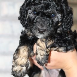 Aussiedoodle Puppies from Peachydoodlepups