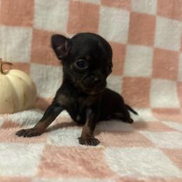 Little bit - Black and white male Chihuahua puppy in Beckemeyer, Illinois from Guardian’s of the Chihuahuas