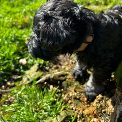 Boy 6 - Black and silver Miniature Schnauzer puppy in Bellville, Ohio from Lynn's Charming Schnauzers