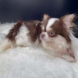 Johnny Ringo - Chocolate and white male Chihuahua puppy in Simpsonville, South Carolina from N&T's Chihuahuas