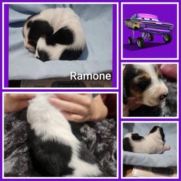 Ramone - Black white and tan male Basset Hound puppy in Mill Springs, North Carolina from Mountain View Basset Hounds