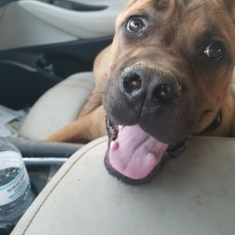 Cane Corso All Grown Up from Bear Valley Cane Corso