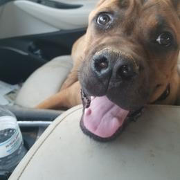 Cane Corso All Grown Up from Bear Valley Cane Corso