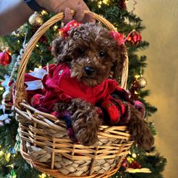 Poodle Puppies from Poodles 4 Life