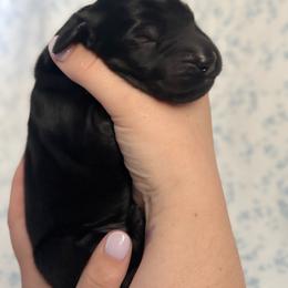 Brown Boy - Black male Flat-Coated Retriever puppy in Mechanicsville, Virginia from Flatline Flat-Coated Retrievers