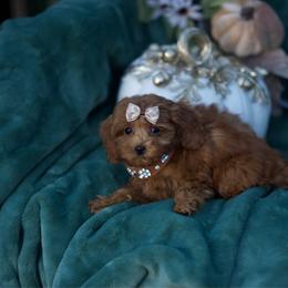 Stardust - Red female Cavapoo puppy in Bellingham, Washington from My Sweet Poodles and Doodles