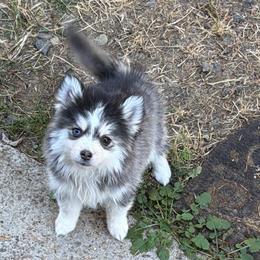 Lucy - Tri-color female Pomsky puppy in Mc Minnville, Oregon from West Coast Pomskies