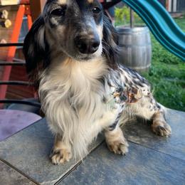 Korra - Dachshund