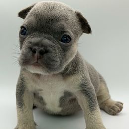Curry - Tricolors male French Bulldog puppy in San Leandro, California from City of Frenchies