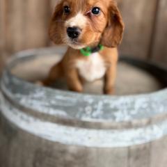 Green Collar - Red male English Cocker Spaniel puppy in Ohatchee, Alabama from Otter Creek Kennels